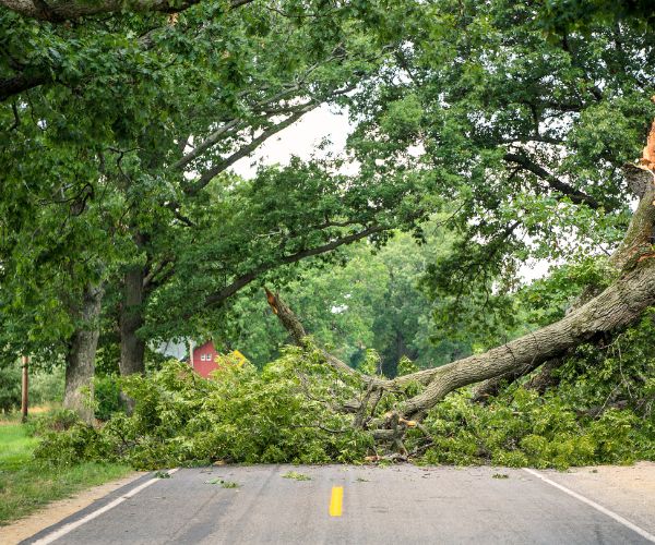 Tree Removals Adelaide Land Clearing