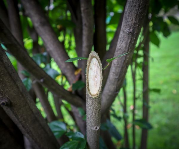Tree Removals Adelaide Tree Pruning Service