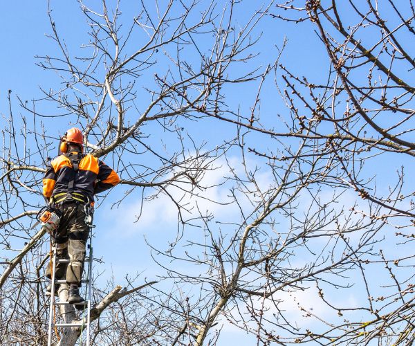 Tree Removals Adelaide Tree Removal