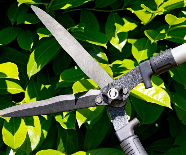 hedge pruning tool
